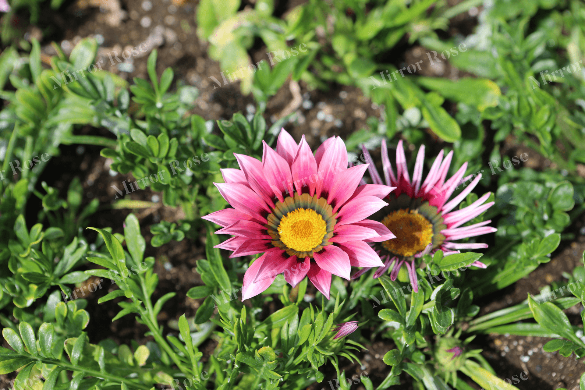vibrant nordic flora in bloom
