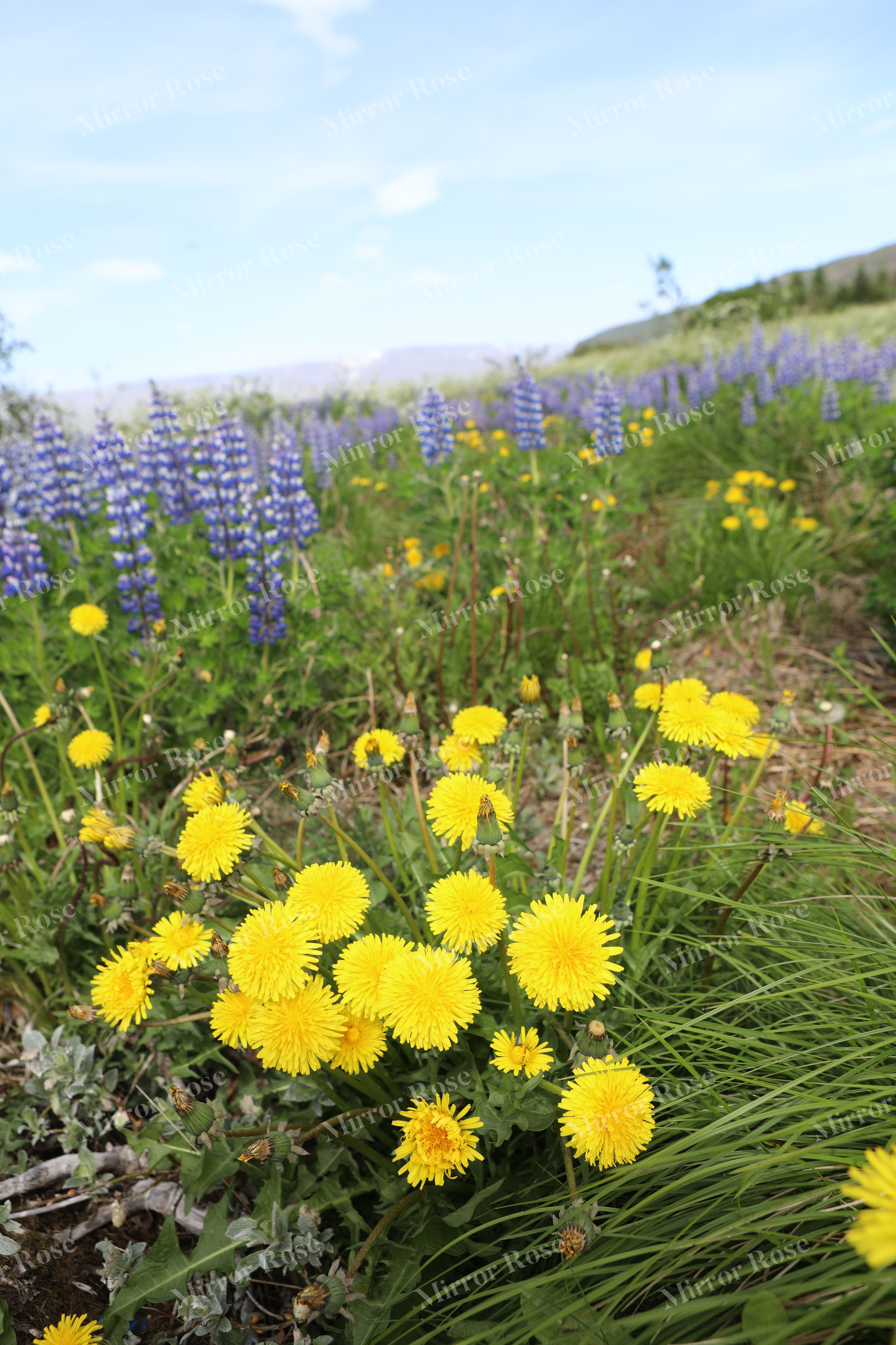 vibrant yellow and purple nordic flora
