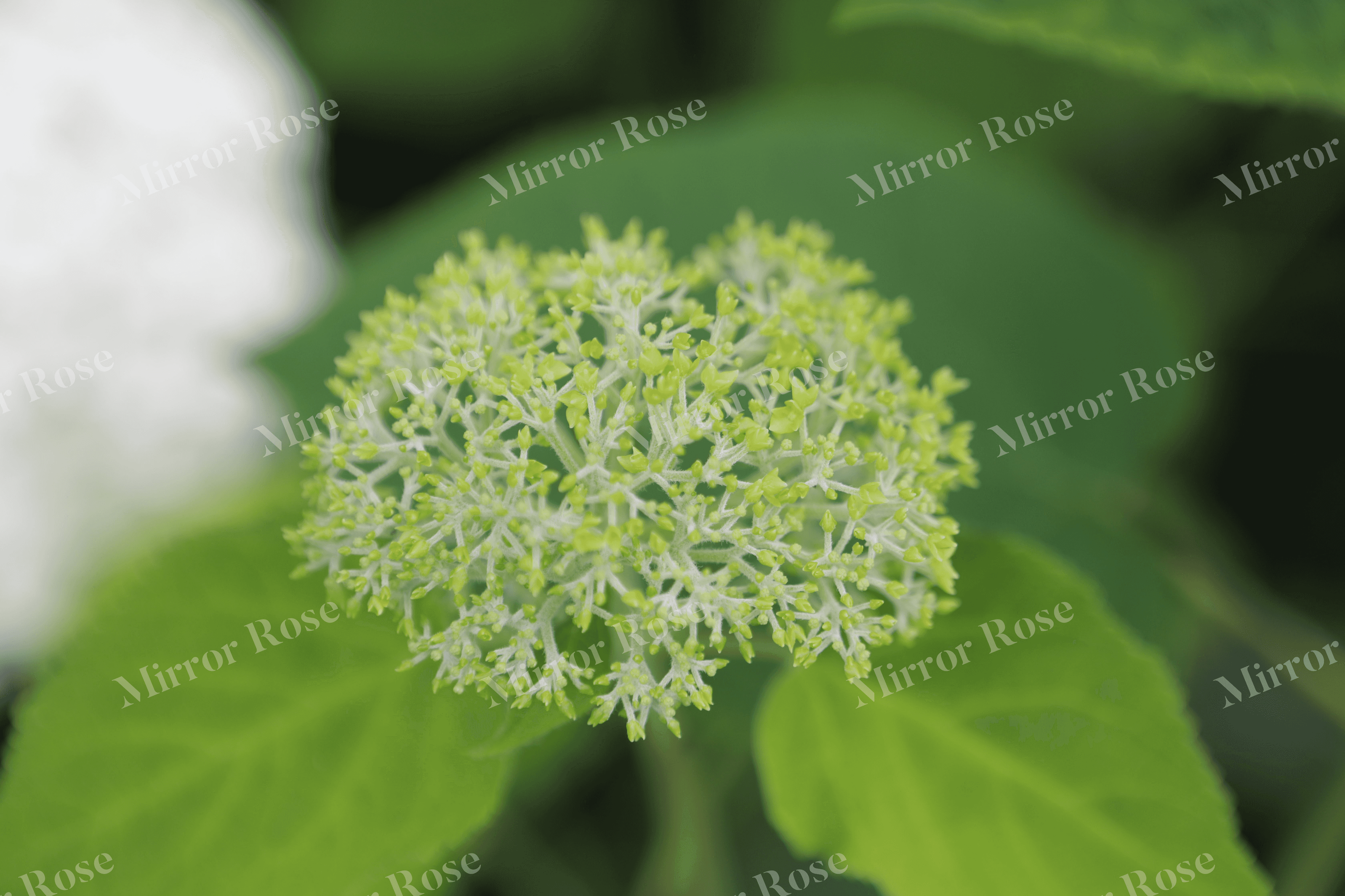 beautiful nordic flora: icelandic flower close-up