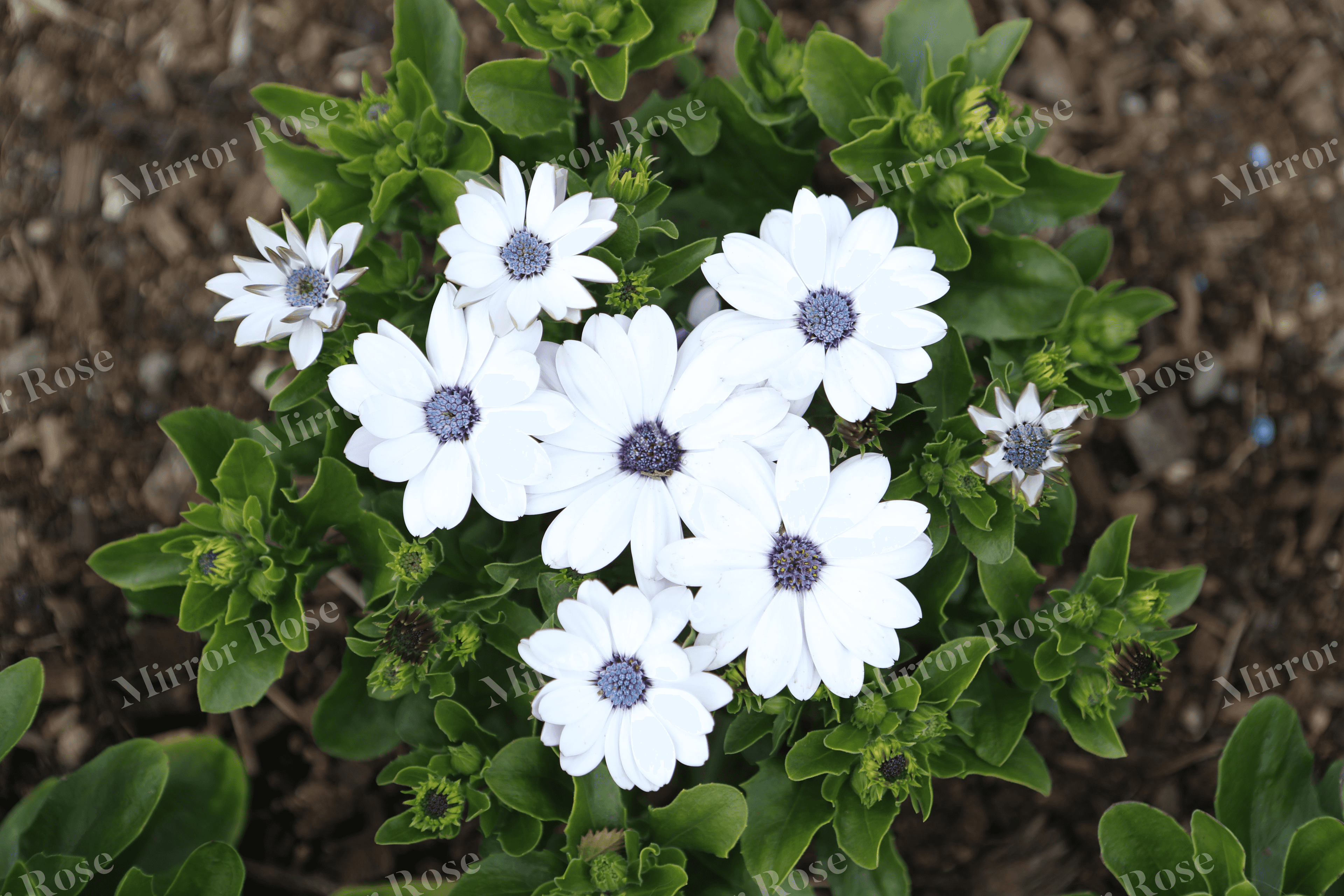 beautiful white flowers in a nordic garden