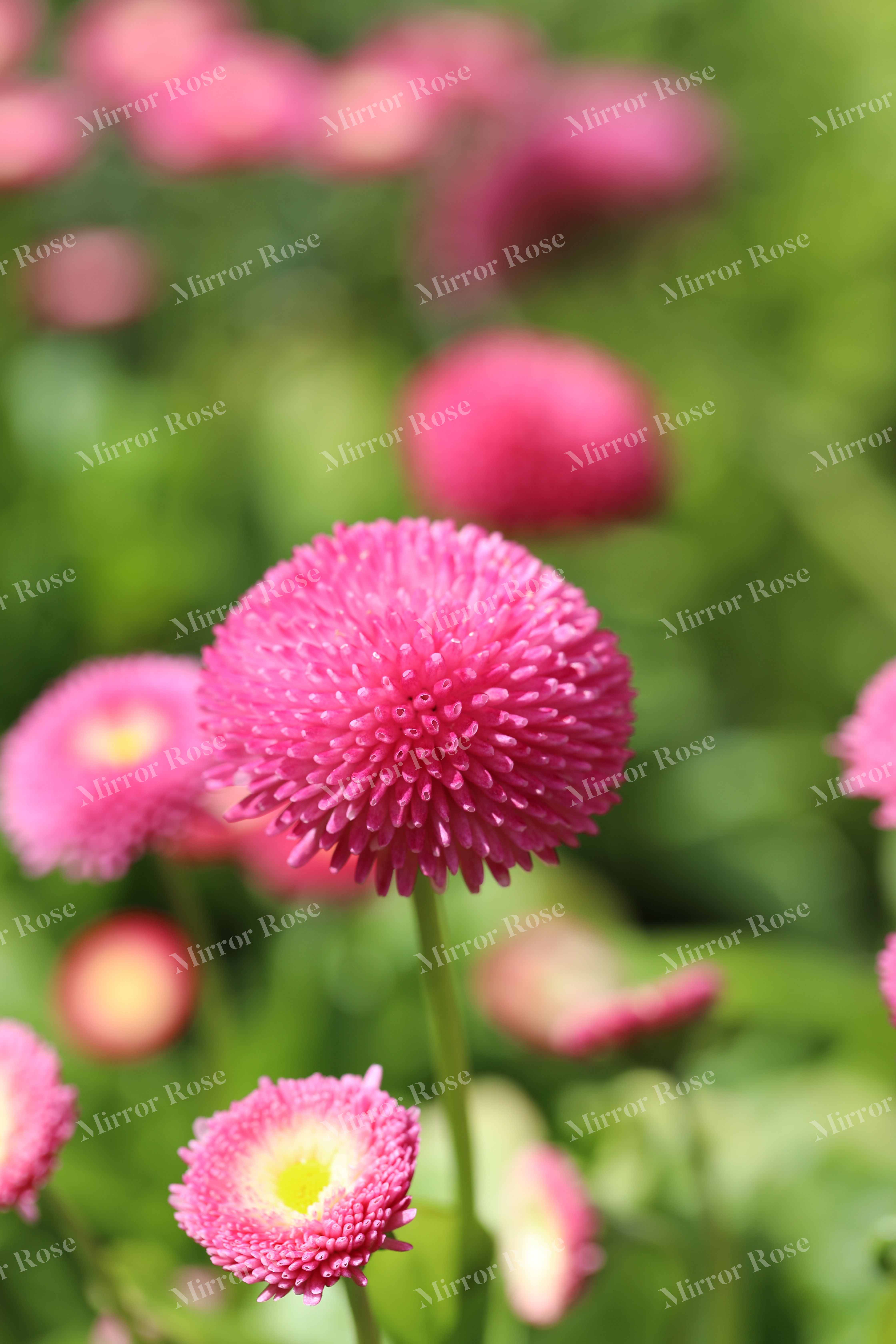 vibrant nordic flora: icelandic pink flowers in bloom