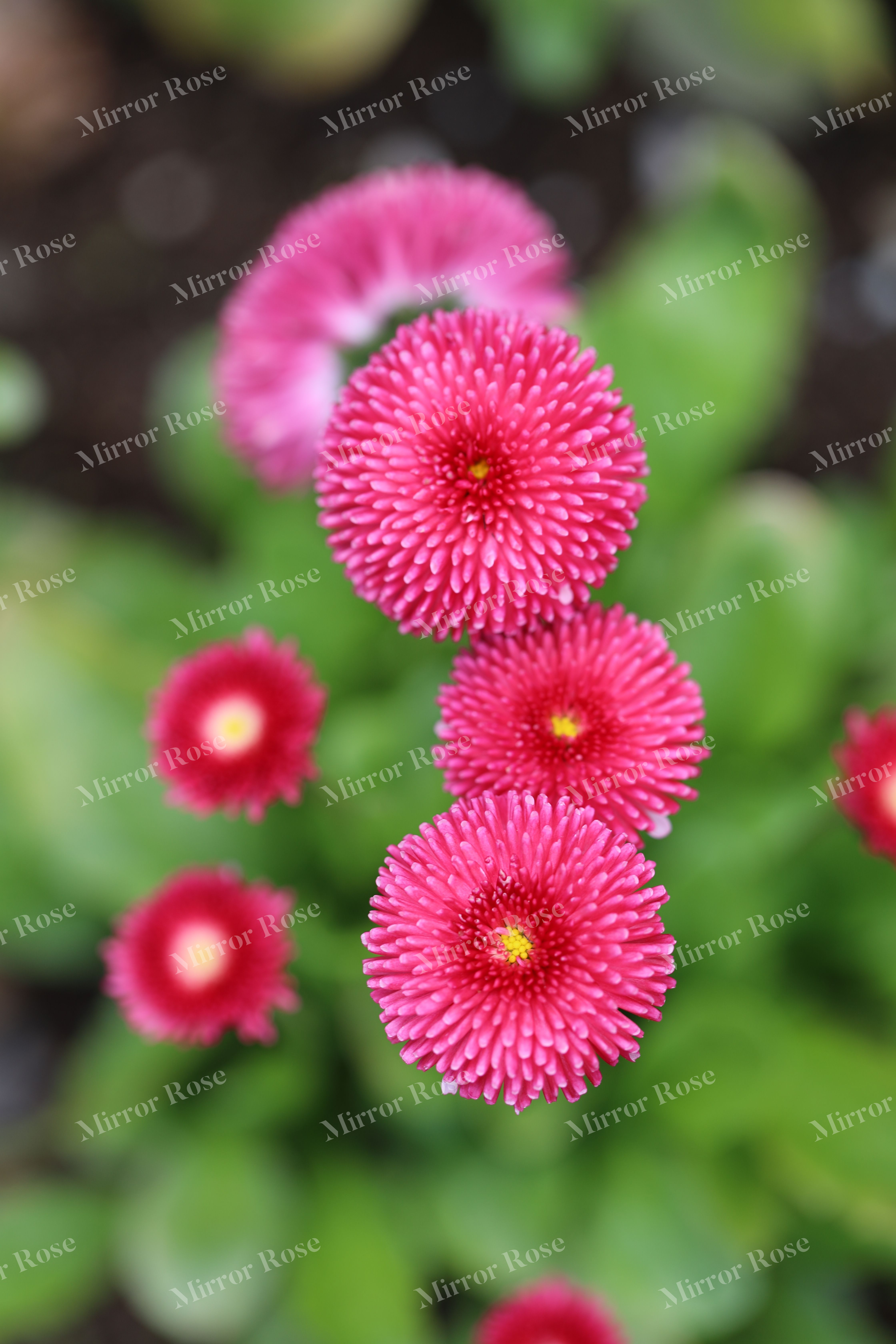 vibrant nordic blossoms in bloom