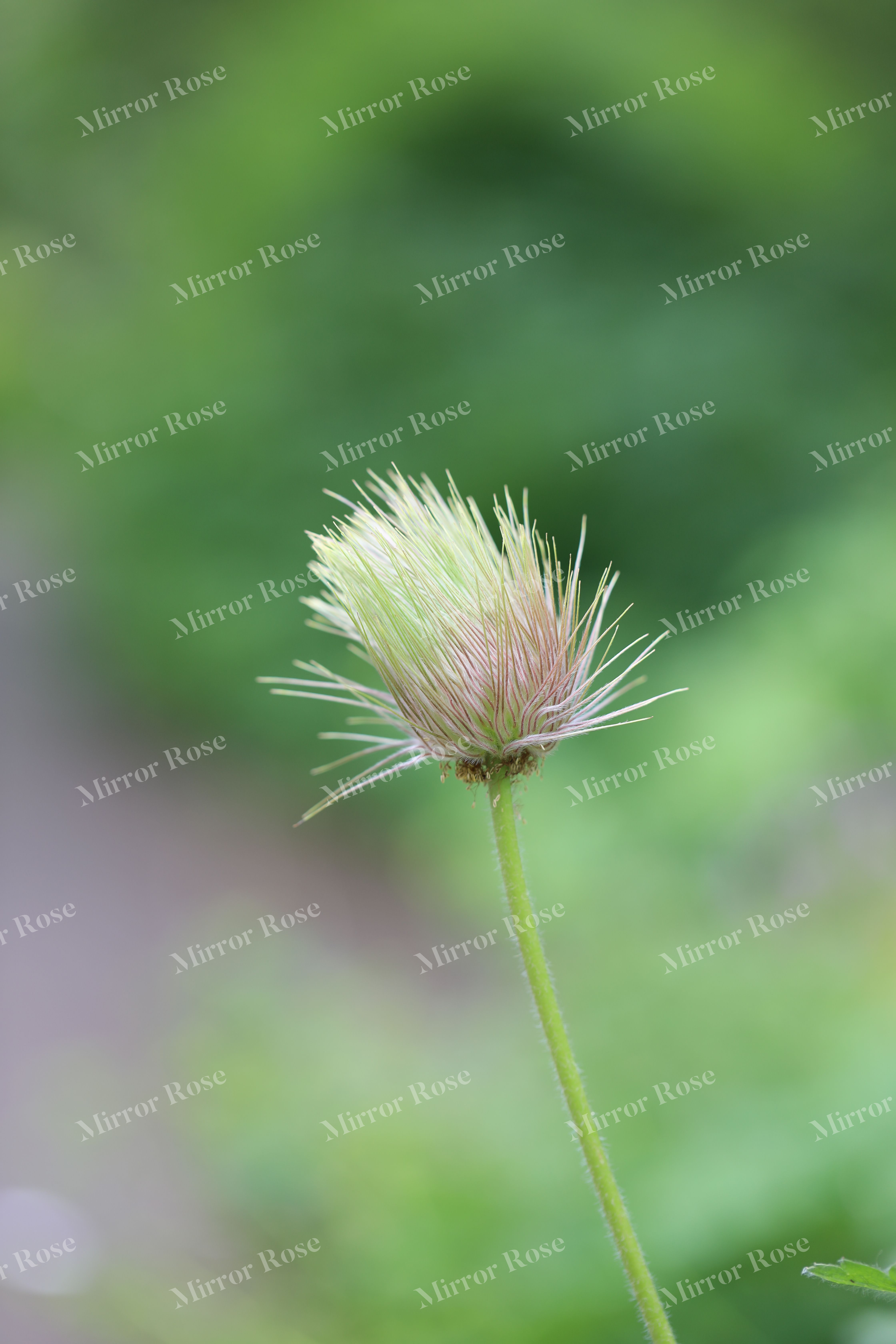 beautiful nordic blossom in nature