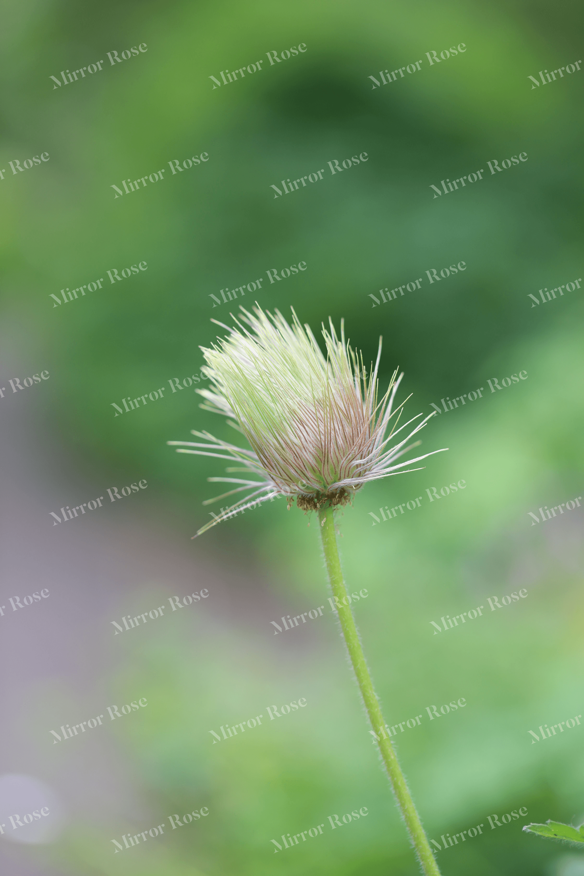 beautiful nordic blossom in nature