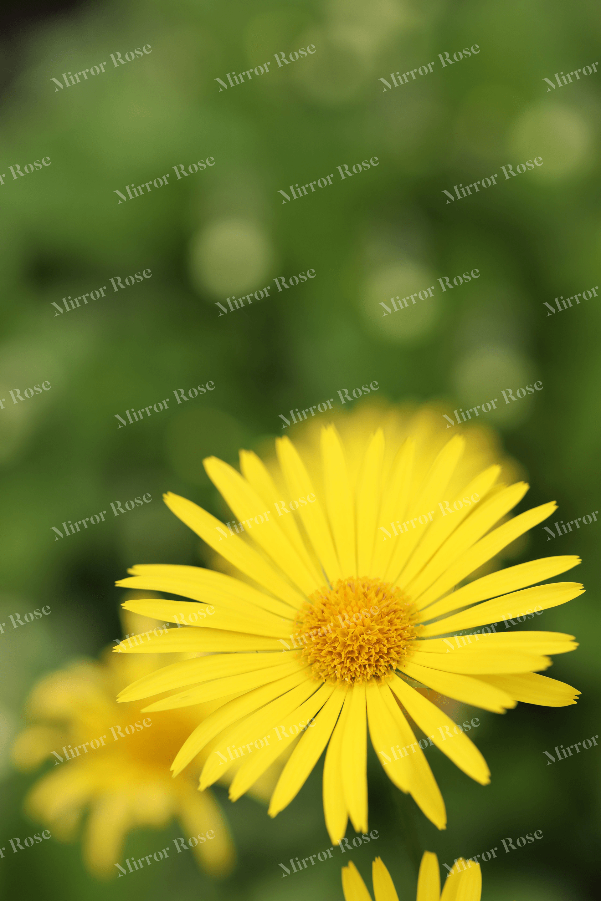 vibrant yellow nordic flora