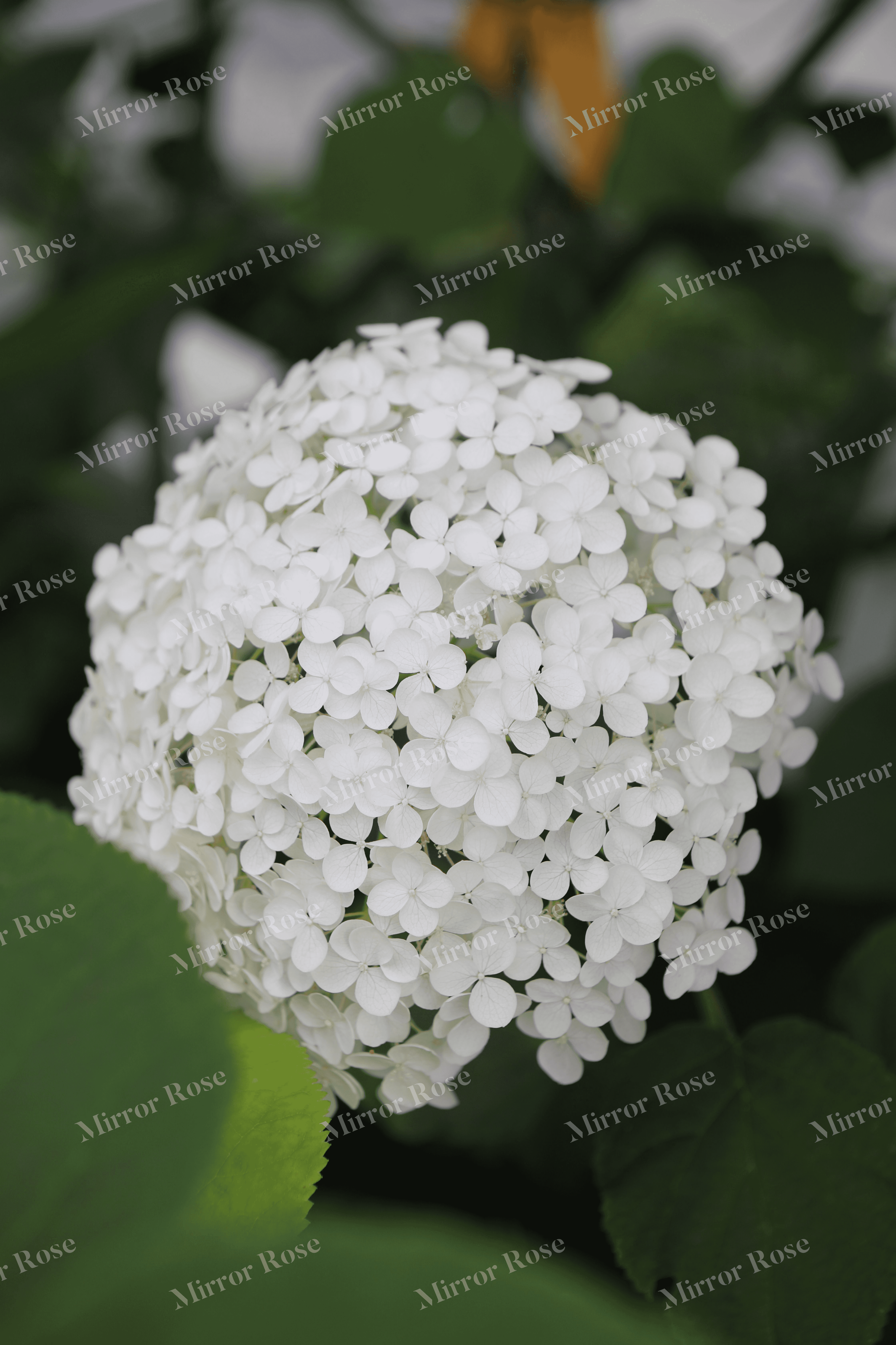 delicate nordic blooms in icelandic gardens