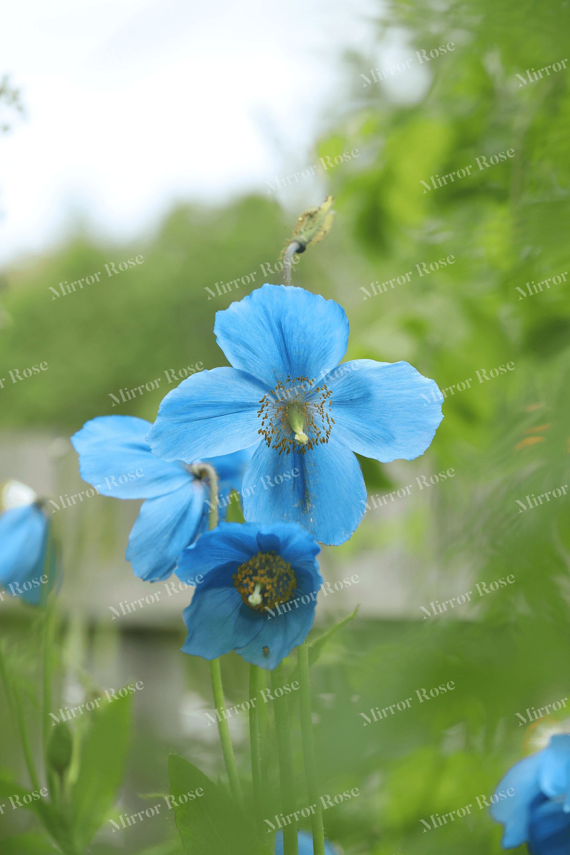 vibrant blue blooms: nordic floral beauty