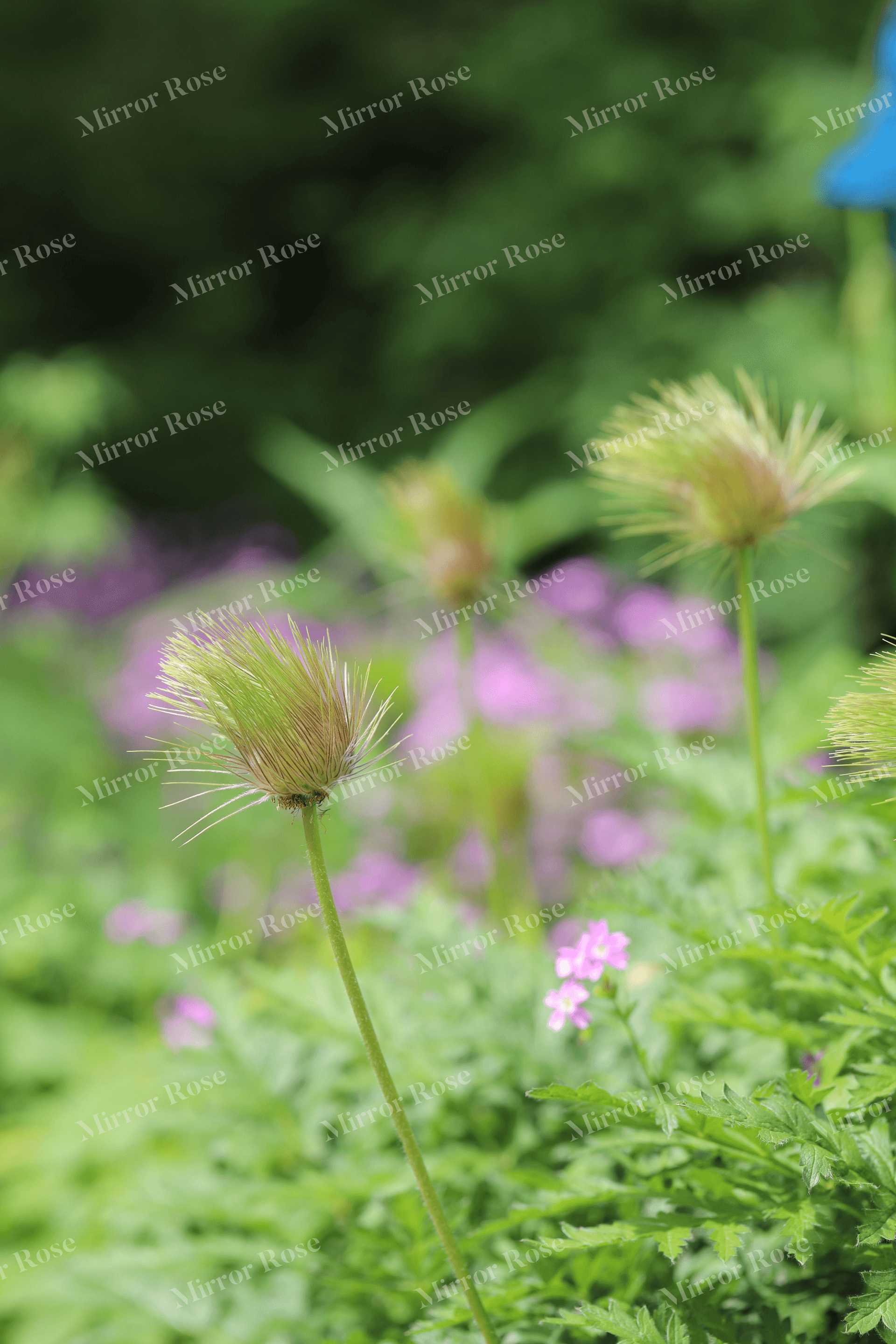 lush nordic flora: icelandic wildflowers in bloom