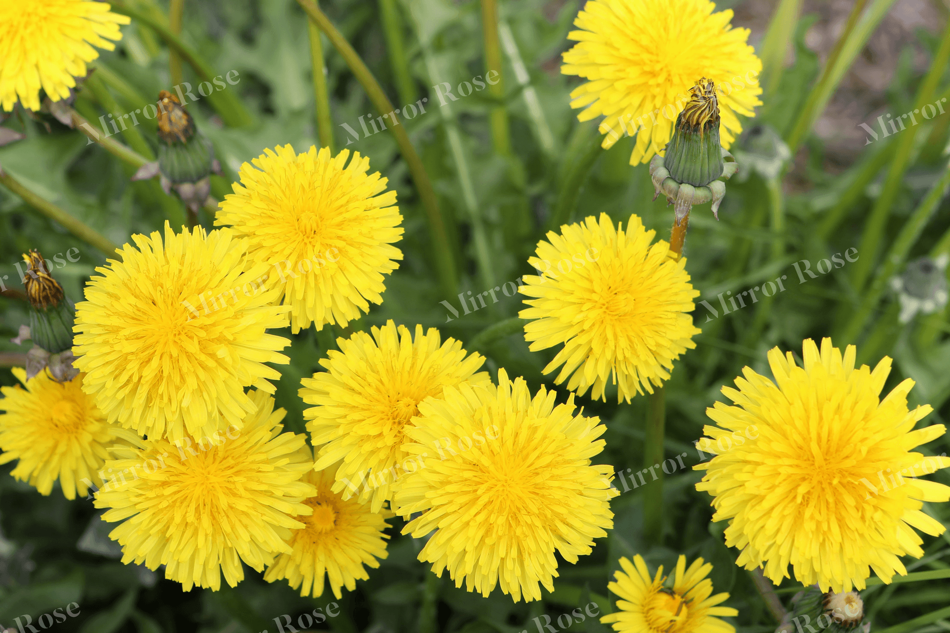 vibrant nordic dandelions in bloom