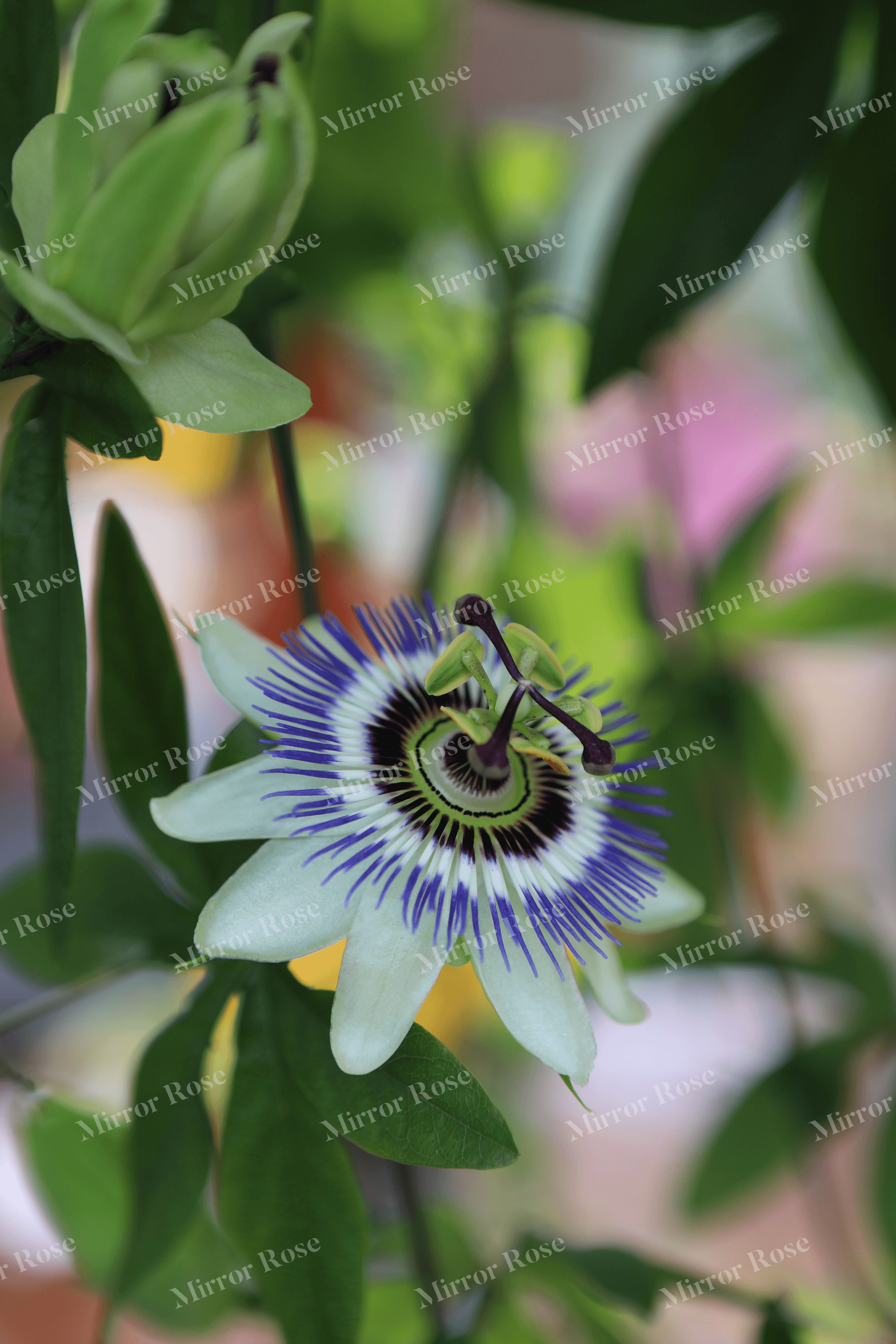 enchanting nordic flora: icelandic passionflower close-up